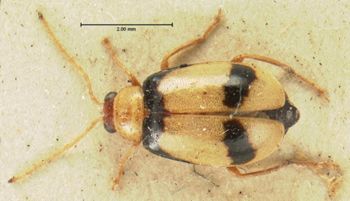 Media type: image;   Entomology 18392 Aspect: habitus dorsal view
